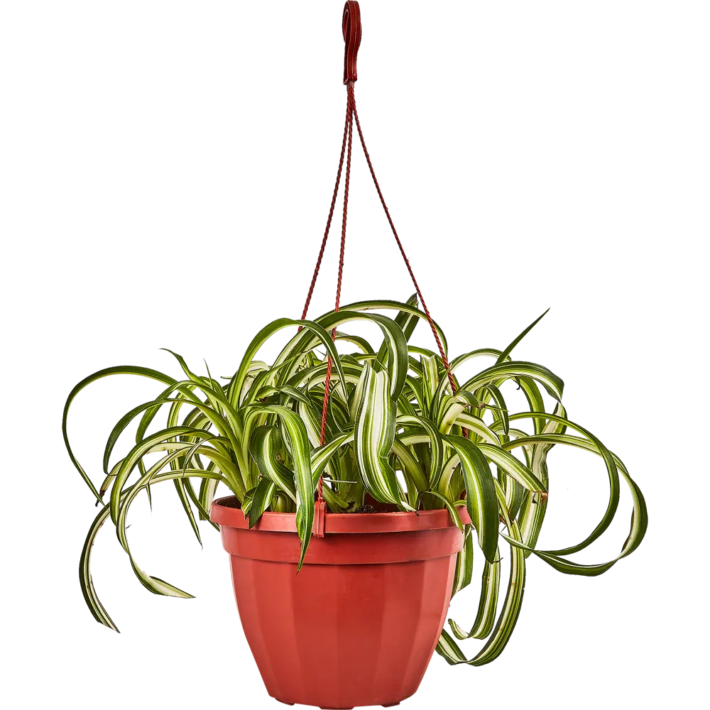 Santreyd Хлорофитум Бонни — изящный каскад зелени в кашпо 89338392 STLM-1326205