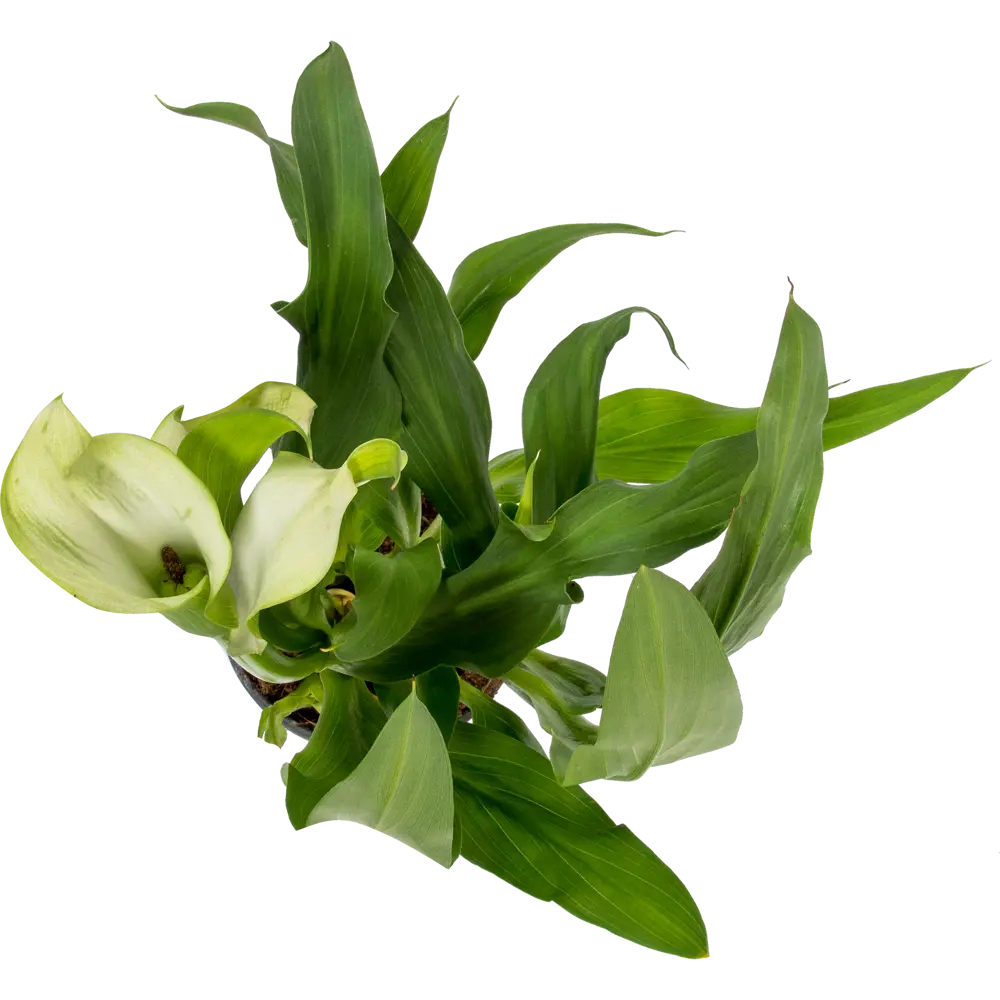 Santreyd Калла микс - элегантное комнатное растение с разноцветными бутонами 14448041 STLM-0004955 - Вид №1