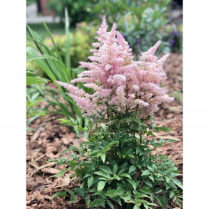 85324883 Астильба гибридная Юник Силвери ø11.5 h30 см