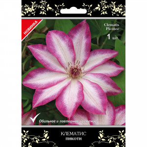 82527454 Клематис крупноцветковый Пикоти в капере