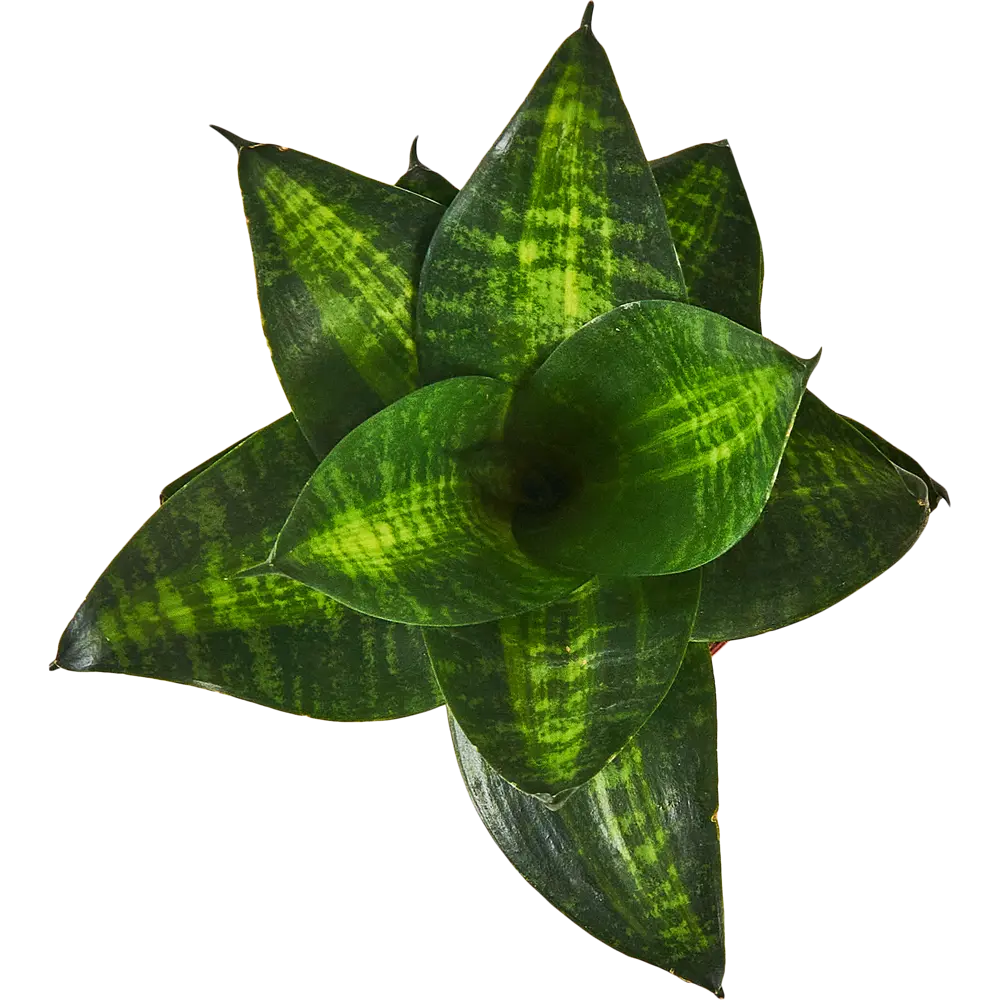 Сансевиерия Хахна Грин от Santreyd — изящный тещин язык для вашего интерьера 87959852 STLM-0959327 - Вид №1