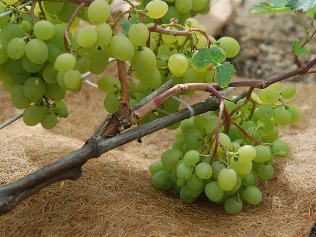 Мульча кокосовая Мульчаграм 1x10 м ГеоПластБорд GPBST-249 - Вид №10