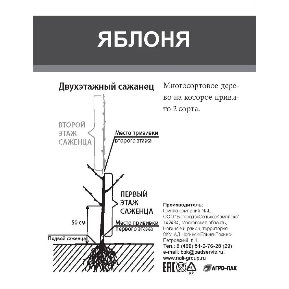 Яблоня двухъярусное дерево 2 прививки ø20 h180 см 85670475 STLM-2018910 Santreyd  - Вид №1