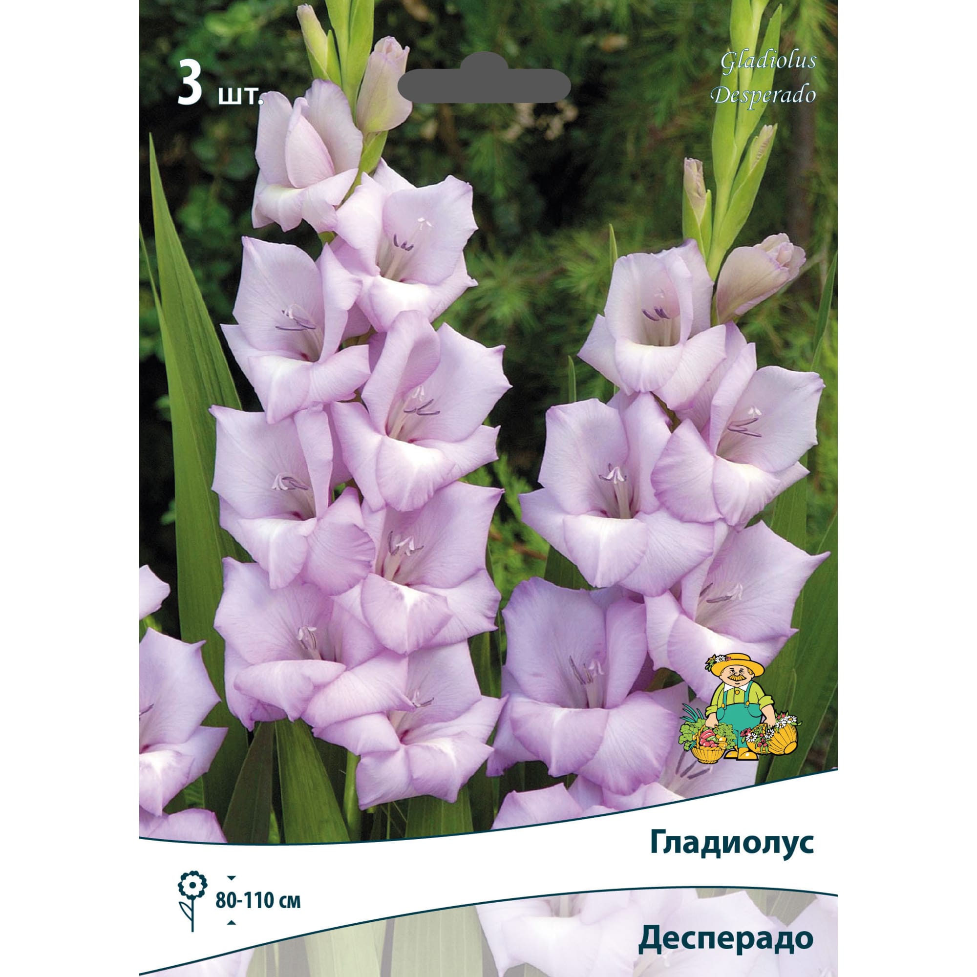 83596625 Гладиолус крупноцветковый Десперадо луковица 10/12 Santreyd 