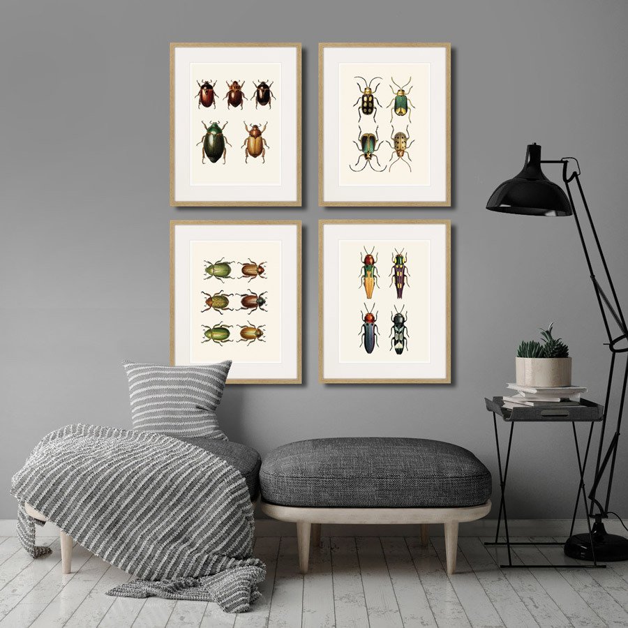 Литография на тонированной бумаге 52х42 см Assorted Beetles №5, 1735г. КАРТИНЫ В КВАРТИРУ  264417 Белый;коричневый;разноцветный  - Вид №2