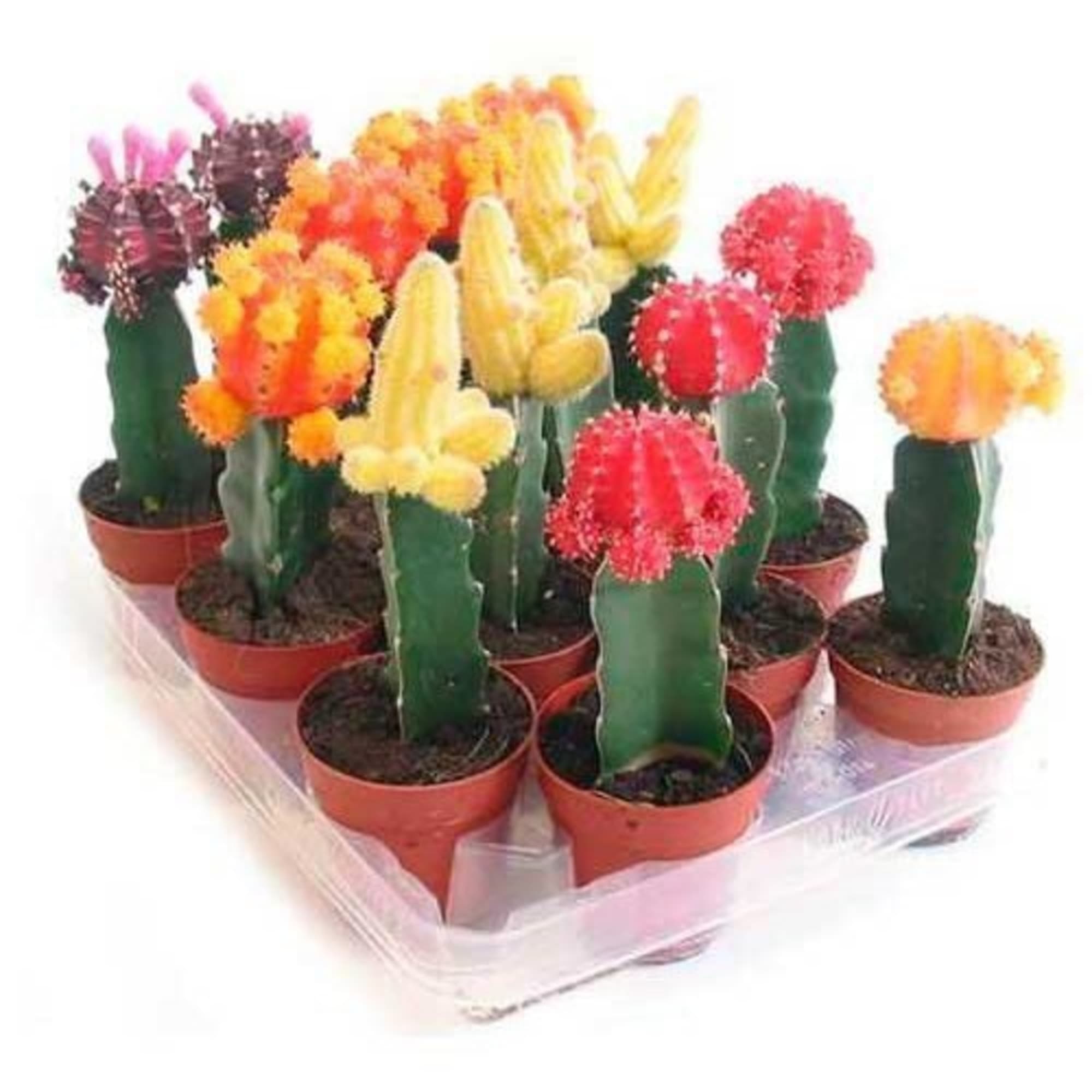 82565299 Гимнокалициум японский микс 8.5x20 см Santreyd  - Вид №2