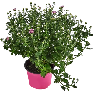 Santreyd Хризантема комнатная с декоративными цветами-корзинками 83248127