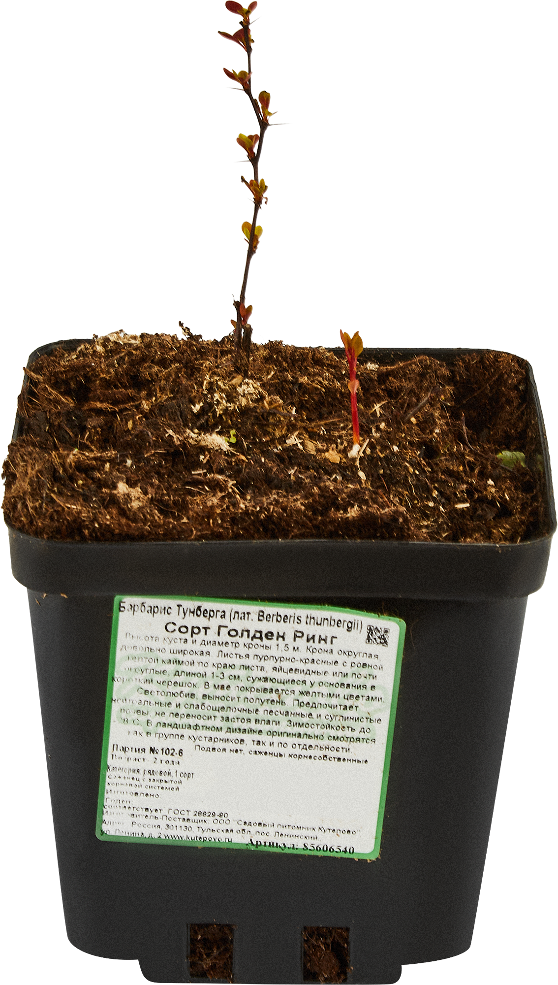 Барбарис Тунберга Голден Ринг Santreyd - декоративный кустарник с золотой каймой 85606540 STLM-0064514 - Вид №2