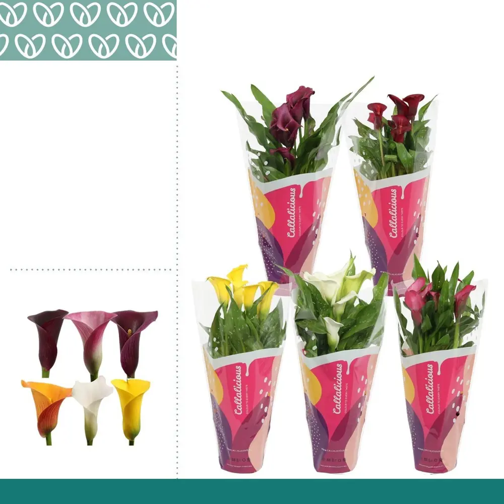 Калла микс - цветущее комнатное растение в горшке ø12 см 89434502 Santreyd STLM-1584824