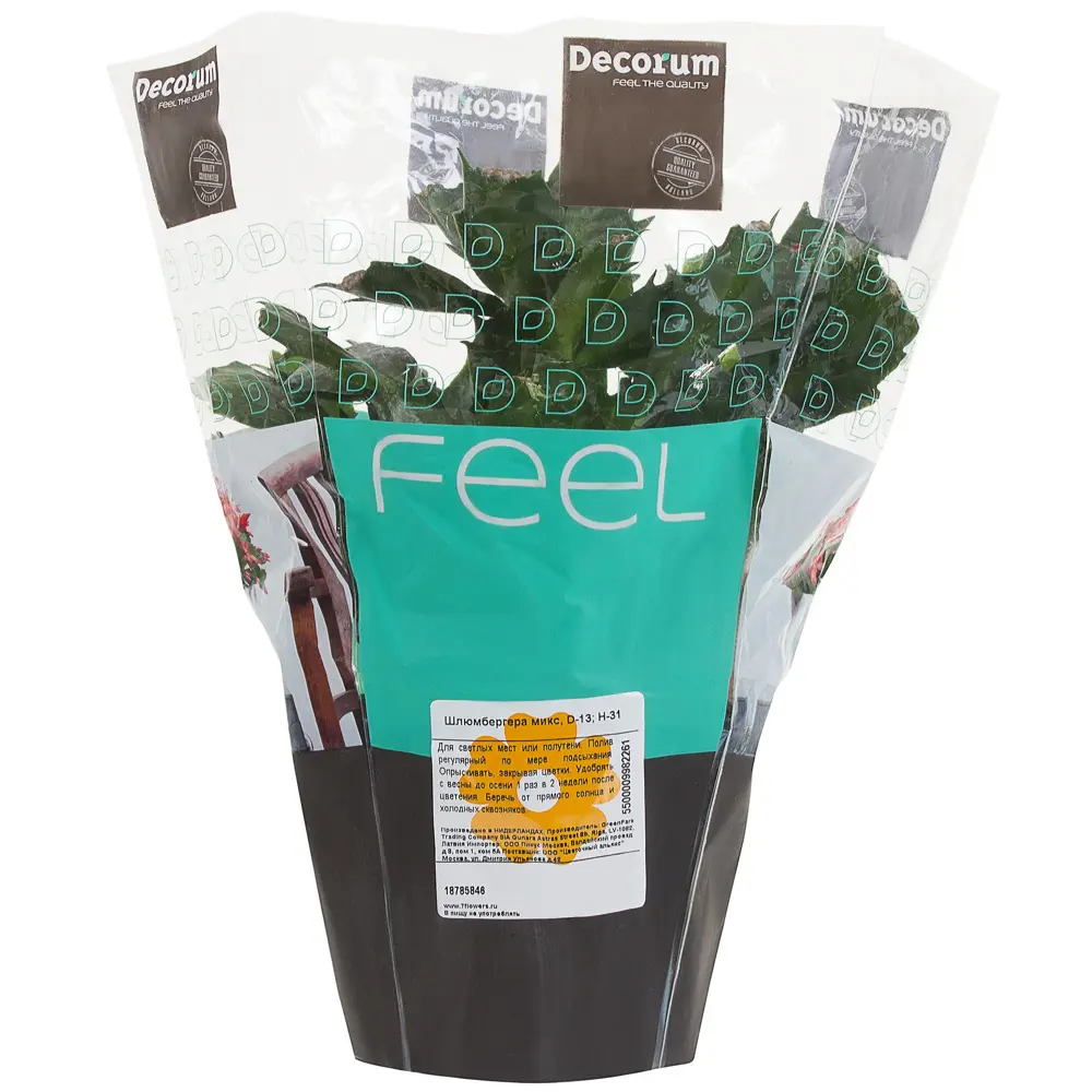 Santreyd Шлюмбергера микс - рождественский кактус для дома 18785846 STLM-0959920 - Вид №1