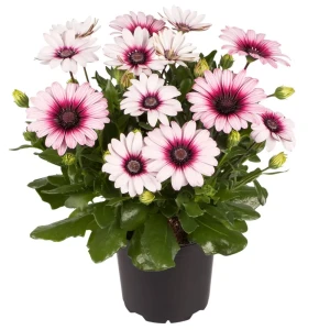 Santreyd Остеоспермум - изысканное украшение для террас и интерьеров 88014971