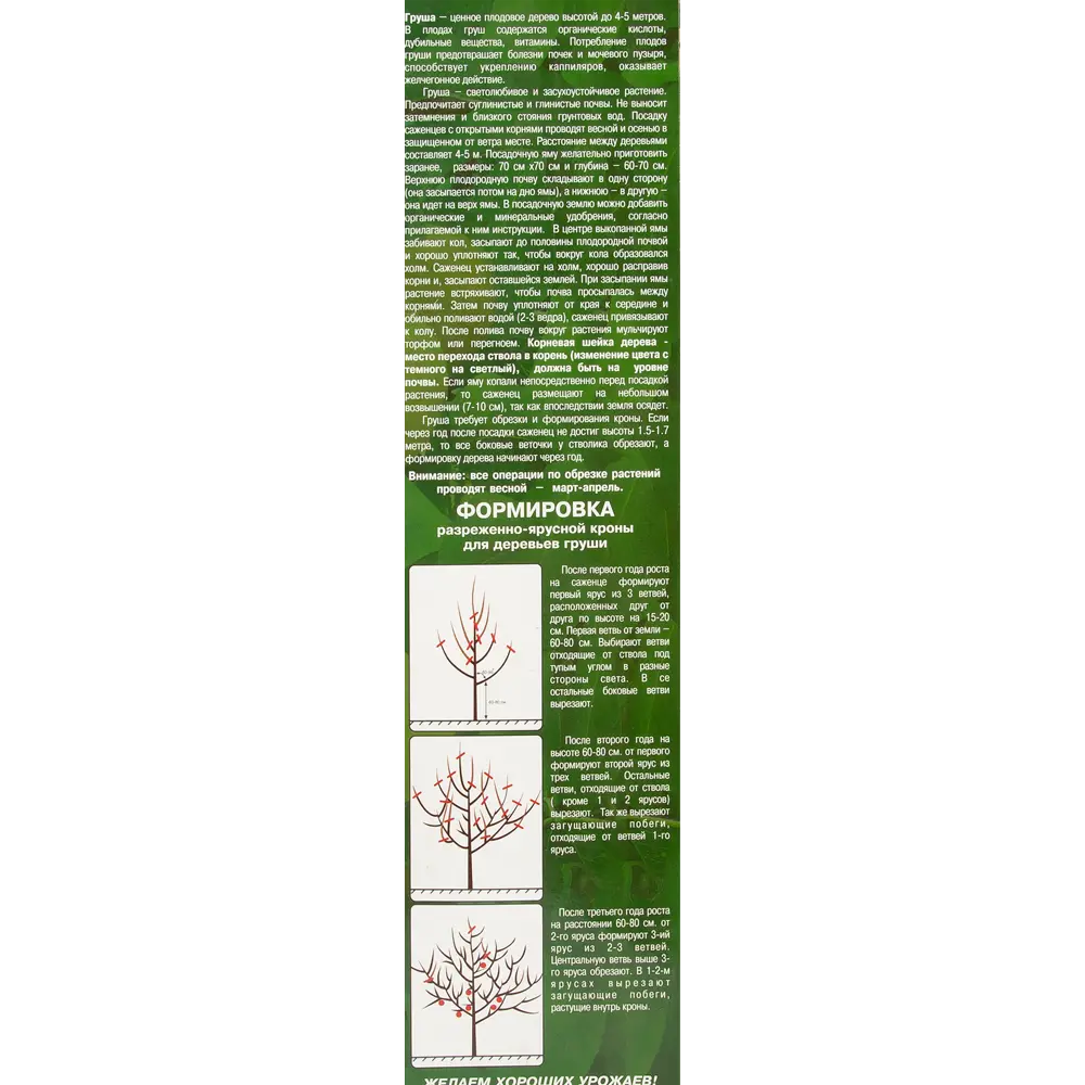 Груша Просто Мария 9x60 см 83539268 STLM-2030952 Santreyd  - Вид №2