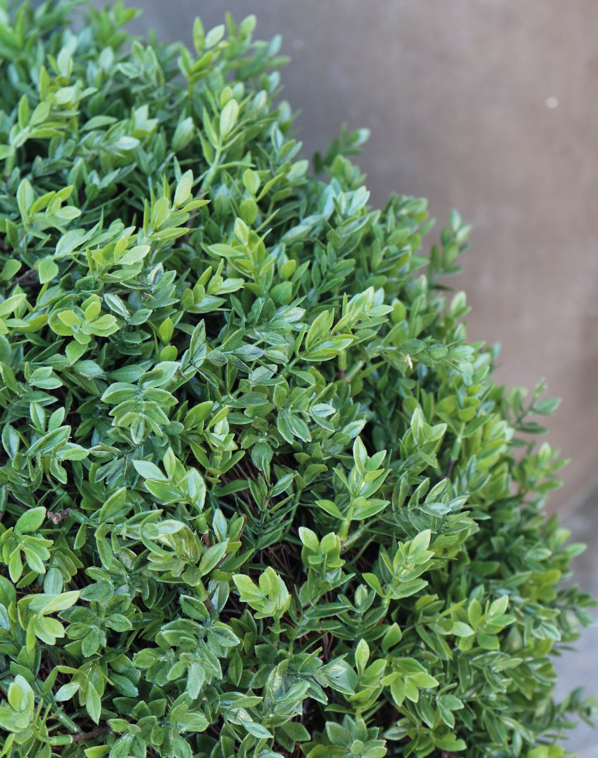 4979 883 a3 Мяч из искусственного самшита, синтетический материал, в горшке, 60 см, зеленый H-andreas  - Вид №3