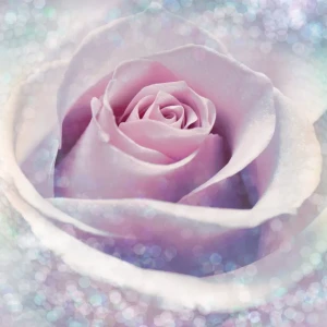 Фотопанно флизелиновое «Delicate Rose» 184х248 см 17831960 STLM-2120484