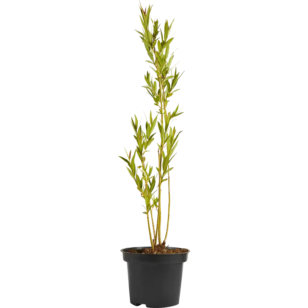 Santreyd Ива декоративная с плакучей кроной 80 см 87811881 STLM-0075780 - Вид №1