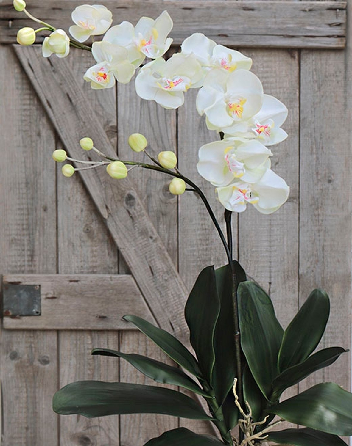 2831 778 a3 Искусственная орхидея Phalaenopsis, 105 см, real touch, бежево-белая H-andreas 