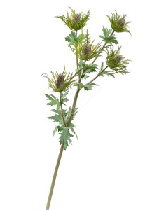 30.0617208VG Эрингиум Гигант дымчато-фиолетово-зелёный Цветочная коллекция