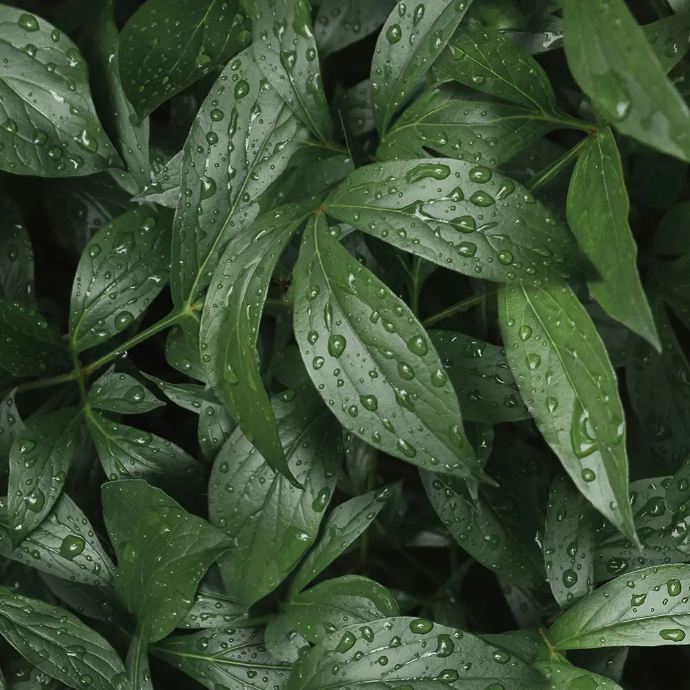 Стеновая панель Botanical Gar 240x0.4x60 см АКП цвет зеленый 89199615 STLM-2065918 ALUMOART 