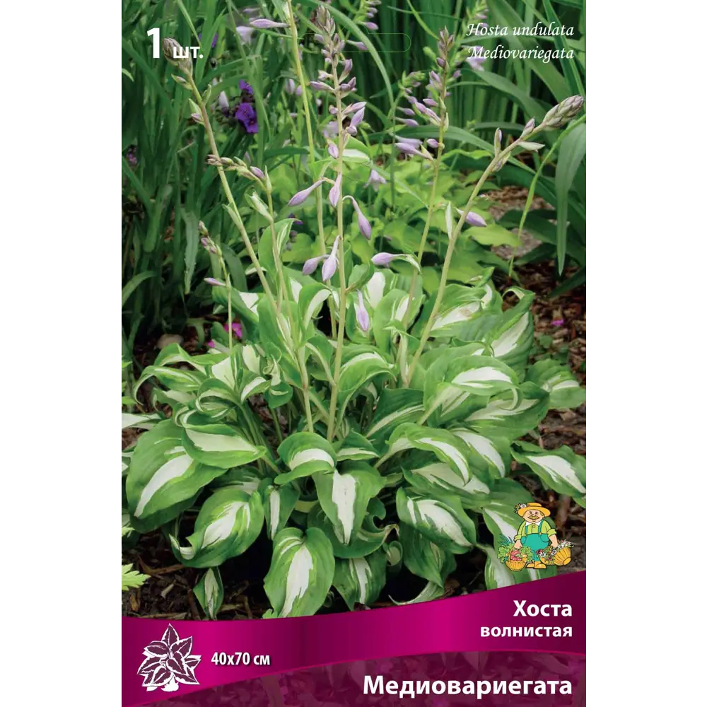 Хоста волнистая «Медиовариегата» разбор I 82661837 STLM-2192531 Santreyd 