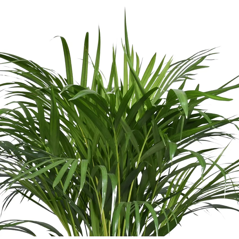 Santreyd Арека Хризалидокарпус - тропическая пальма для интерьера ø17 h60 см 86728032 STLM-0070970 - Вид №1