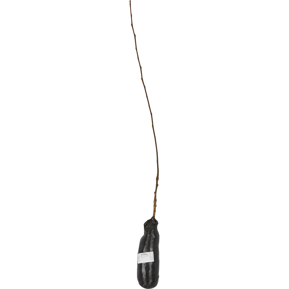 Груша Москвичка h90 см 83787986 STLM-2185009 Santreyd  - Вид №1