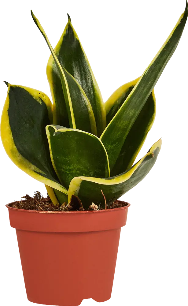 Santreyd Сансевиерия Хахна Пагода — изящный тещин язык в горшке 87959854