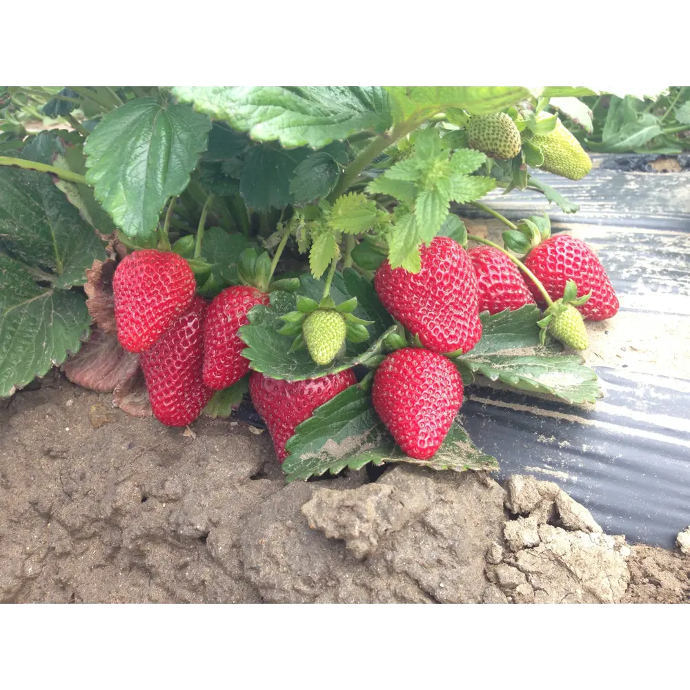 Земляника садовая «Сан Андреас» 9x15 см 82625411 STLM-2208457 PLANTMARKET  - Вид №2