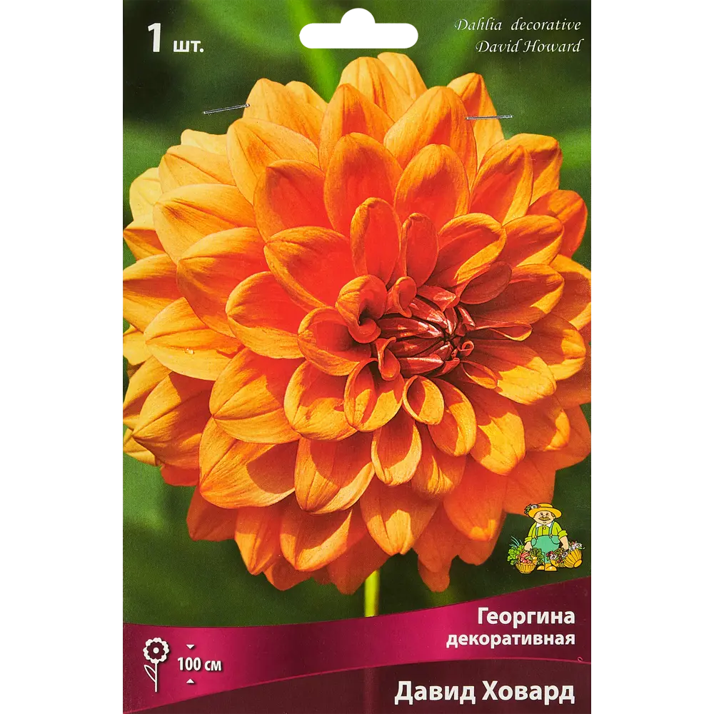 Георгина декоративная Давид Ховард 89351765 STLM-2114661 ПОИСК 
