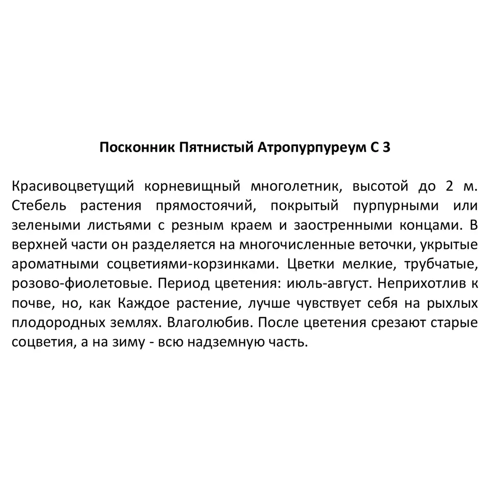 Посконник пятнистый Атропурпуреум ø14 h50 см 85324887 STLM-2211922 Santreyd  - Вид №3