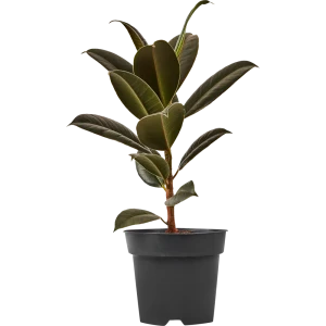 Фикус Эластика Мелани от Santreyd — вечнозеленый акцент для интерьера 89352943