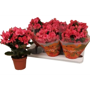 Бегония Серена цветущая комнатная ø14 см h32 см 89434642