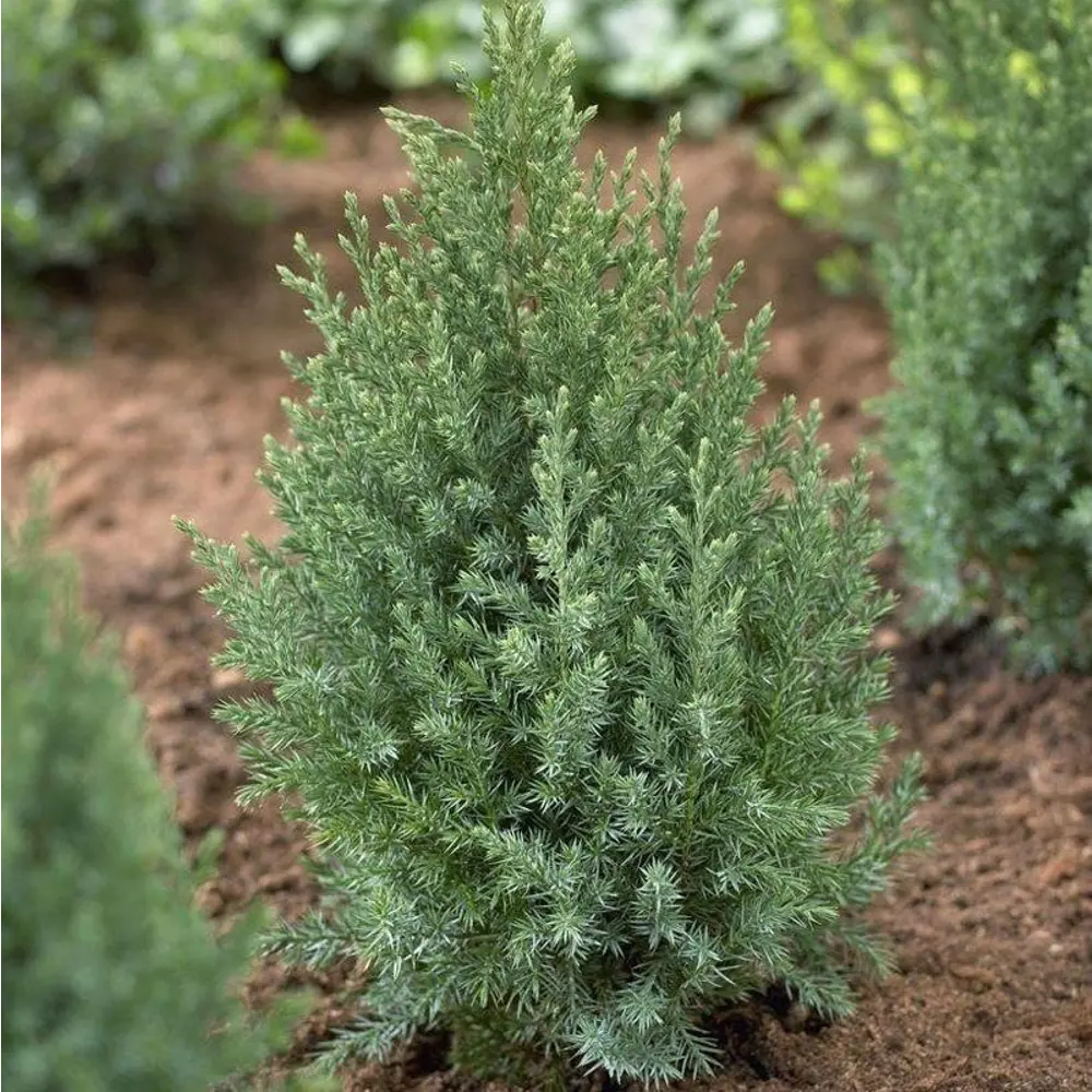 Можжевельник китайский Стрикта ø11 h20 - 25 см 87691108 STLM-2077637 PLANTMARKET 