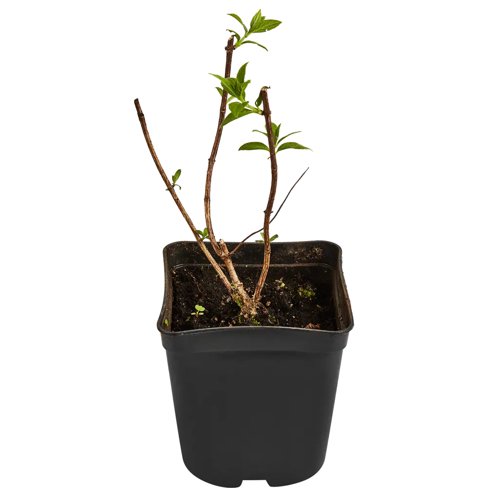 Гортензия метельчатая Саммер Лав ø15 h35 см 84832002 STLM-2132792 PLANTMARKET  - Вид №1