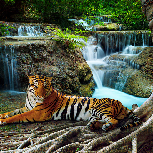 B1-074 Фотообои DIVINO Collection B 2.7х3 м B1074