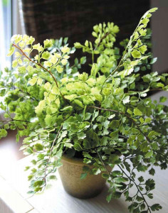 6606 883 a3 Фальшивый папоротник maidenhair, горшок, 25 см, зеленый H-andreas 