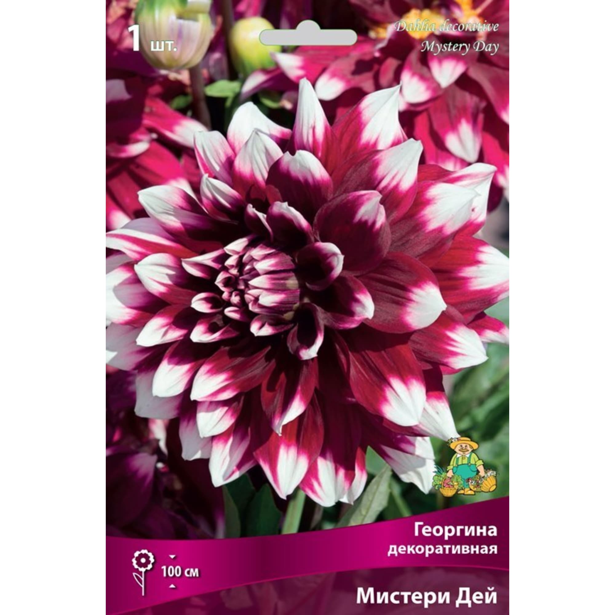 83593812 Георгина декоративная Мистери Дей луковица I Santreyd 