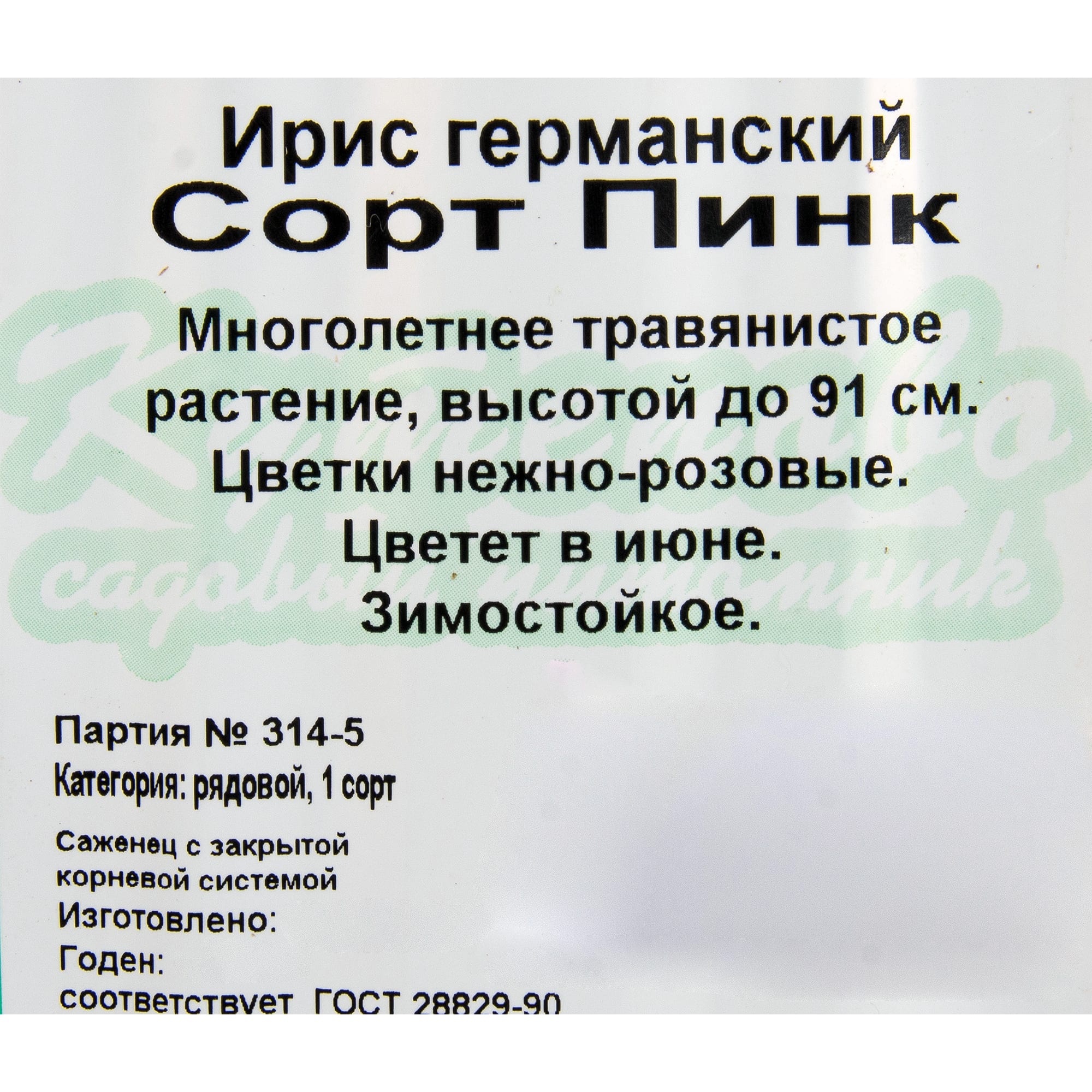 81954814 Ирис германский С1 «Пинк» Santreyd  - Вид №1