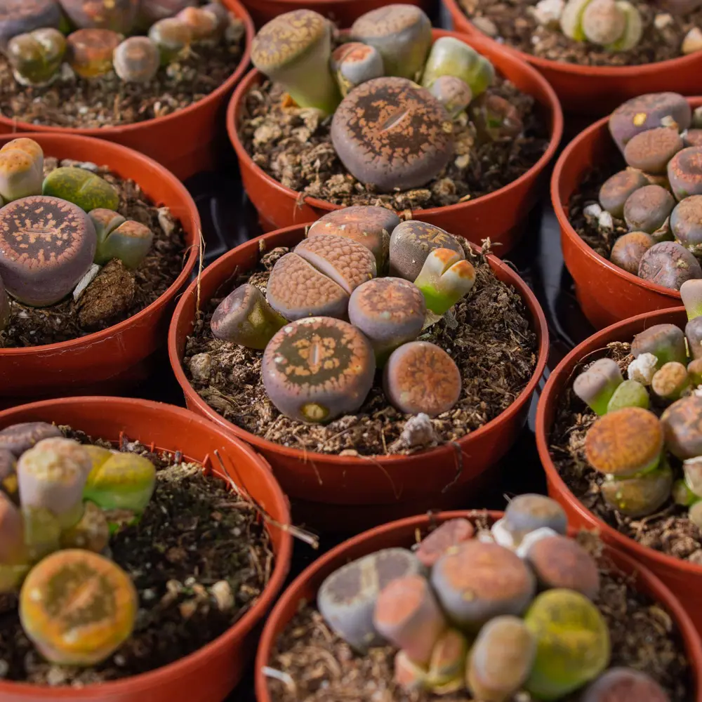 Santreyd Литопс - живой камень с солнечными цветами 85325017 STLM-0061567 - Вид №4