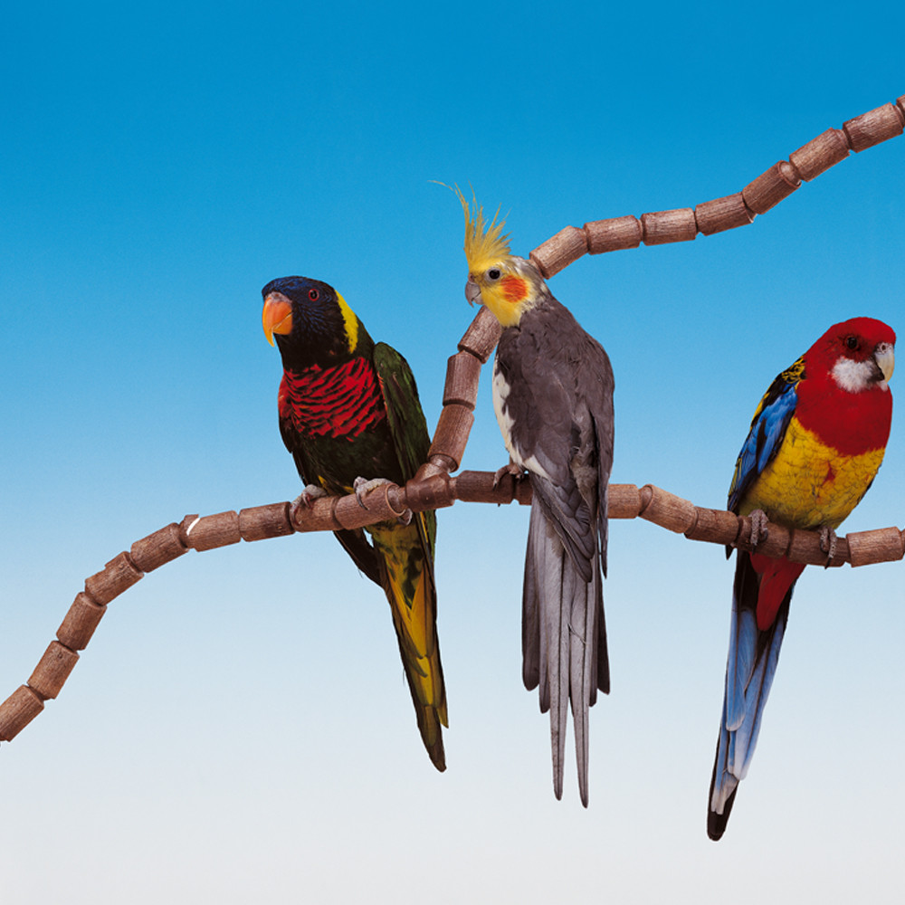 Т0024687 Набор FLEX 4192 для моделирования жердочек D16 мм FERPLAST  - Вид №1