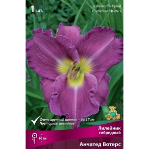Лилейник гибридный Анчатед Вотерс луковица I 83597571 STLM-2062648