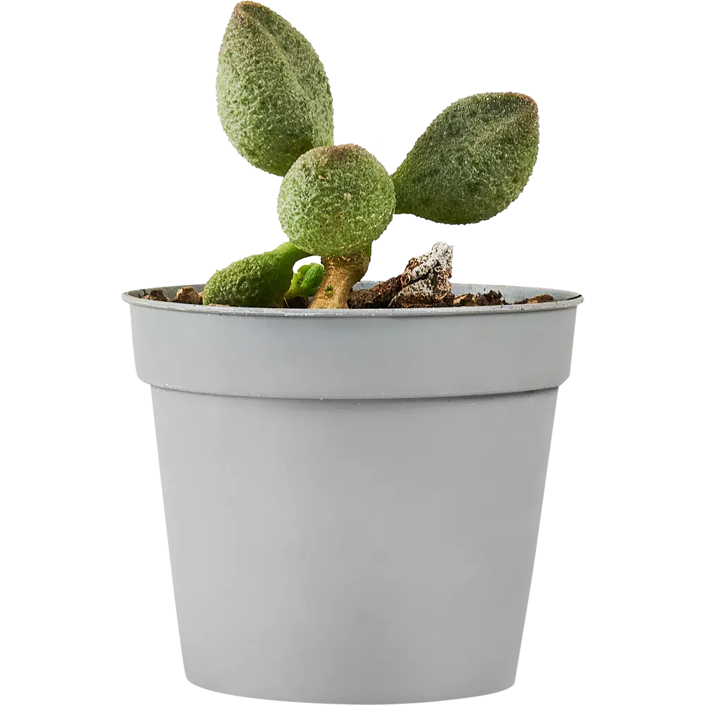 Адромискус микс Santreyd - суккулент для домашнего интерьера 88477127 STLM-0077756 - Вид №3