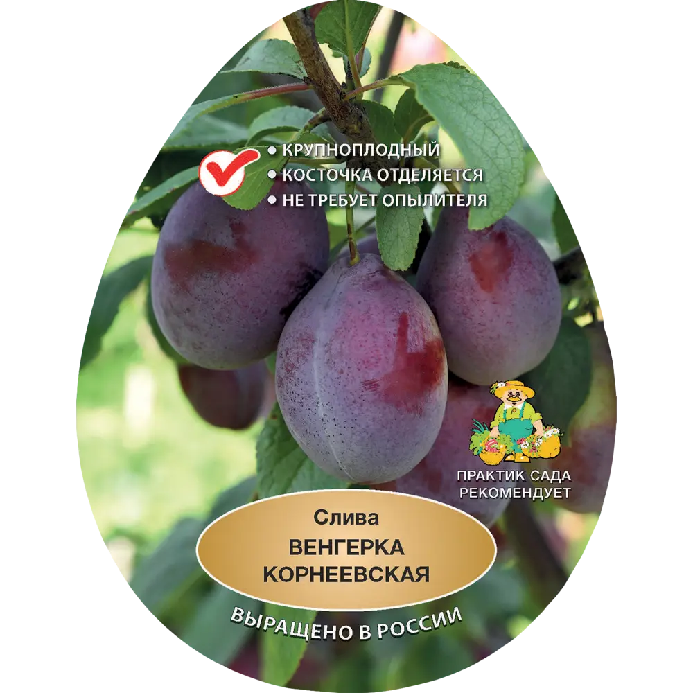 Слива Венгерка Корнеевская h200 см Поиск Инвест 84399304 STLM-2134004 Santreyd 