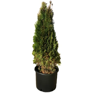 Туя западная Пирамидалис h140 см - вечнозеленое хвойное растение для ландшафтного дизайна 84506307