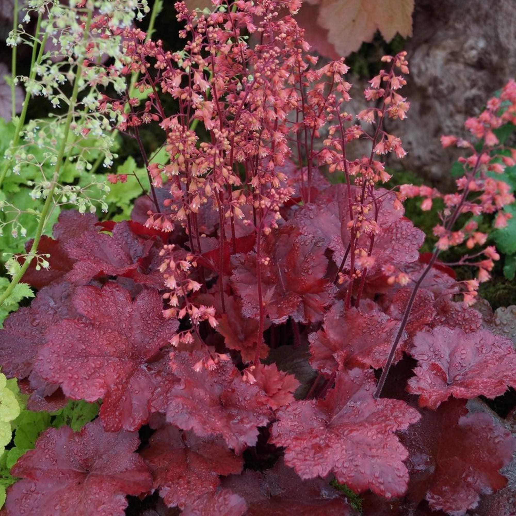 82237709 Гейхера гибридная «Черри Кола» С1 15 см Santreyd  - Вид №1