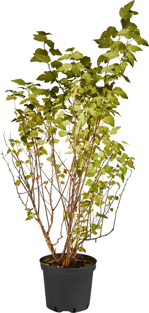 Santreyd Пузыреплодник Дартс Голд - золотистый кустарник для ландшафтного дизайна 84815612