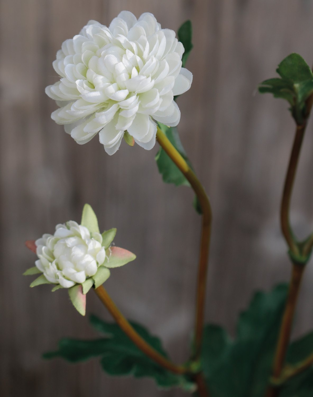 3199 778 a3 Искусственная хризантема, 5-цветков, 68 см, бежево-белая H-andreas  - Вид №3