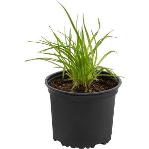 Santreyd Лилейник «Стелла Д Оро» - солнечное украшение сада 82219559