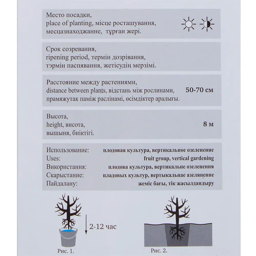 Актинидия Аргута Мэйл h 37 см в тубе 81951282 STLM-2033659 Santreyd  - Вид №2