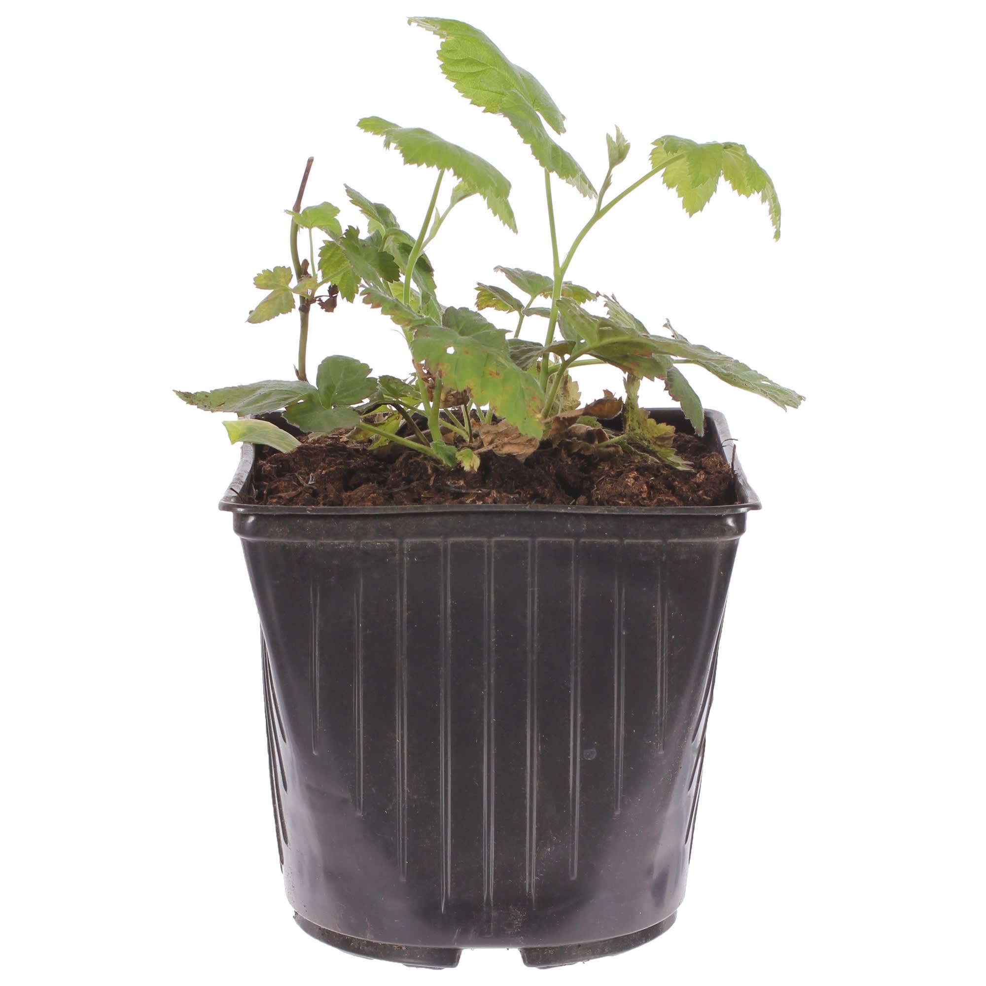 81954917 Ежемалина С1 «Логанберри» h20 (2 года) Santreyd 