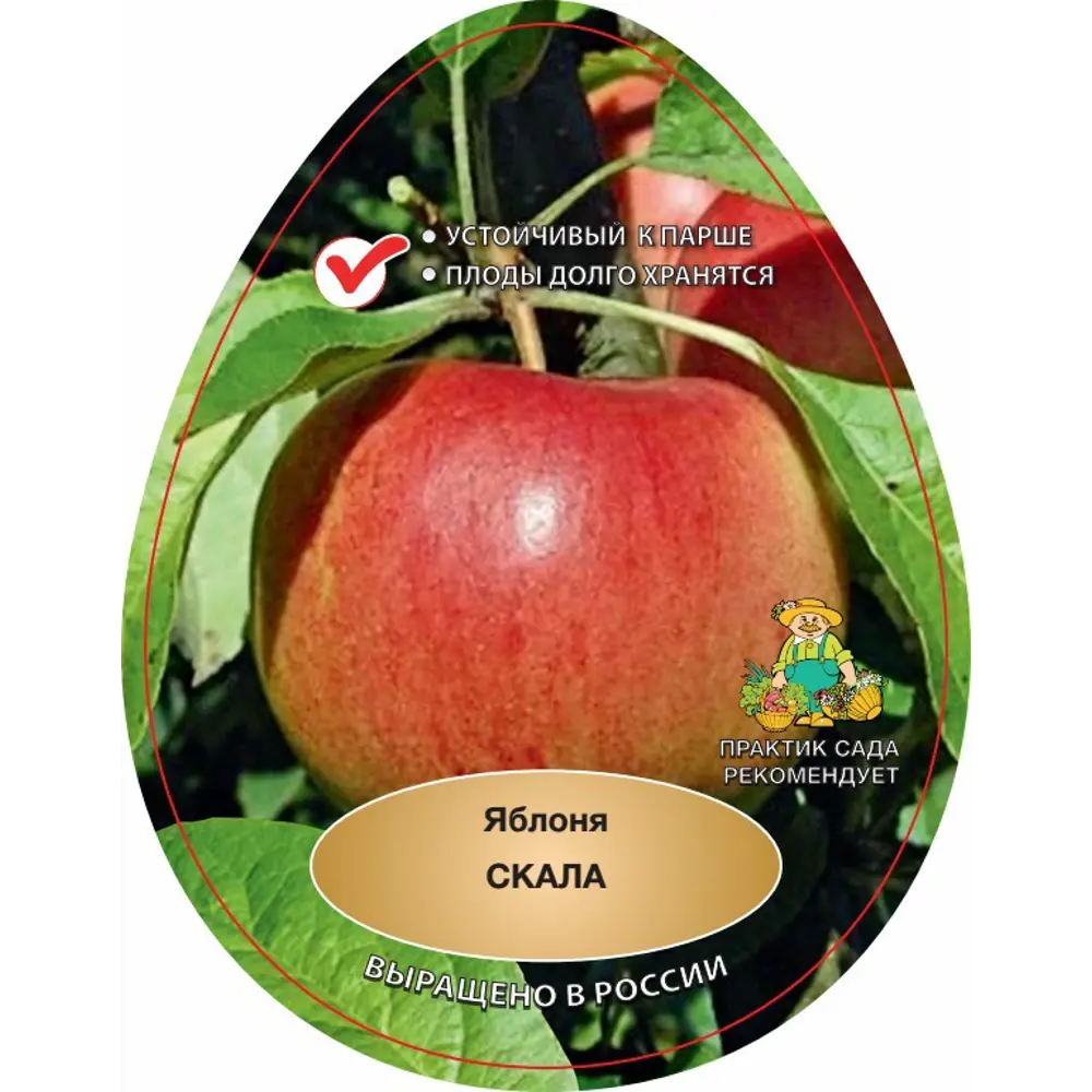 Яблоня Скала в тубе Поиск Инвест 83791270 STLM-2069096 Santreyd  - Вид №1
